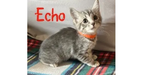 Echo