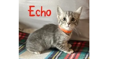 Echo thumbnail 2