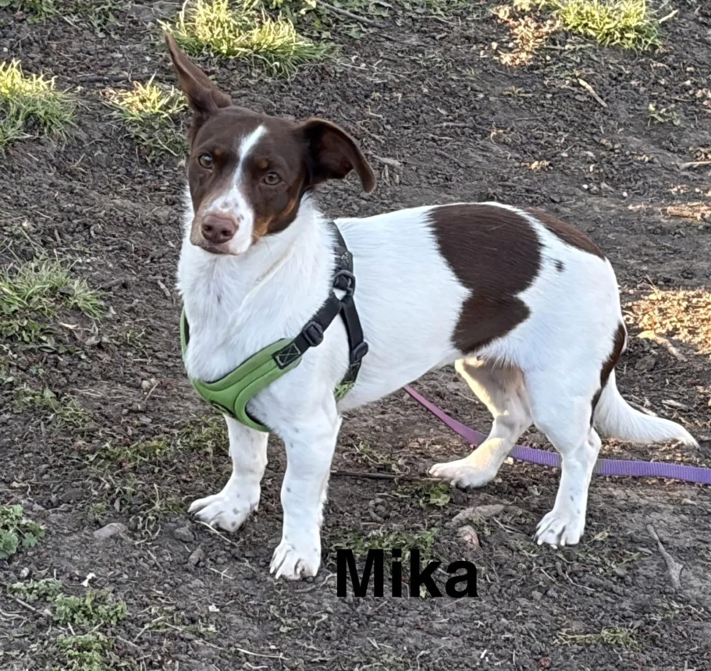Mika - Photo 1