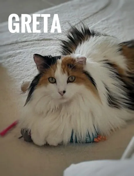 Greta - Photo 1