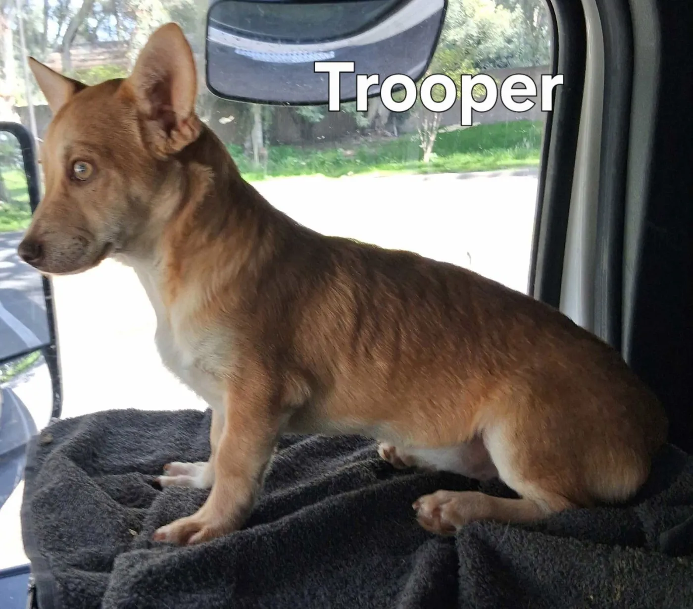 Trooper - Photo 1