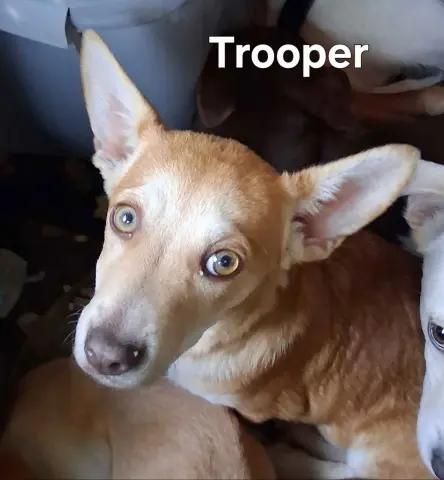 Trooper thumbnail 2