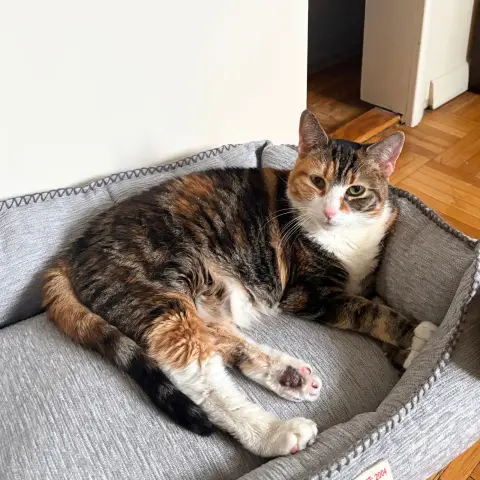 Setty Lee thumbnail 2