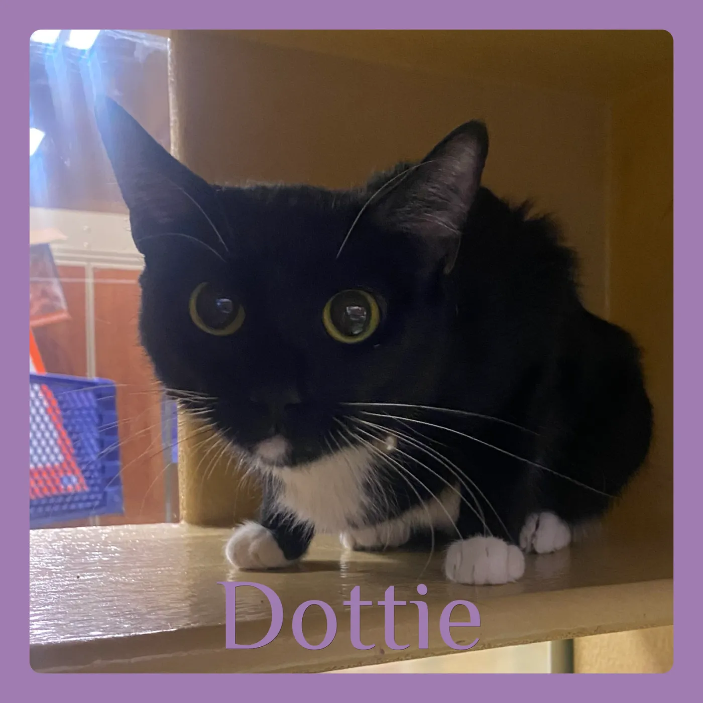 Dottie - Photo 1