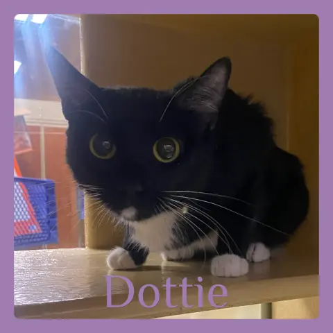 Dottie