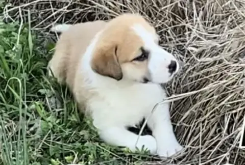 Rosemary thumbnail 2