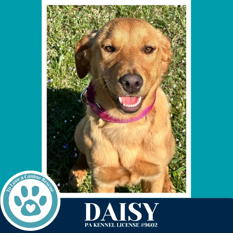 Daisy - Photo 1
