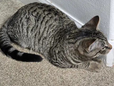 Purr-Mes thumbnail 2