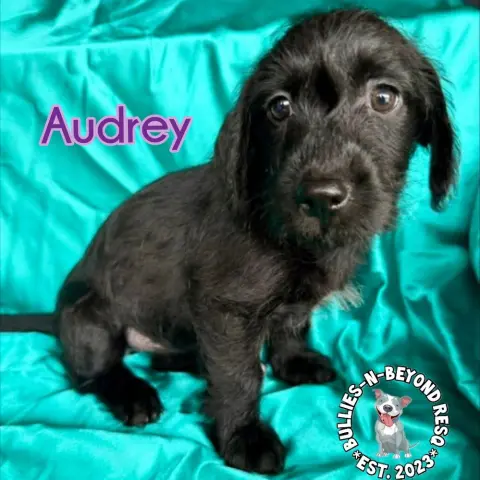 Audrey thumbnail 2