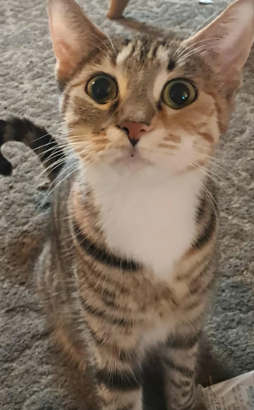 Baby Puffin - Photo 1