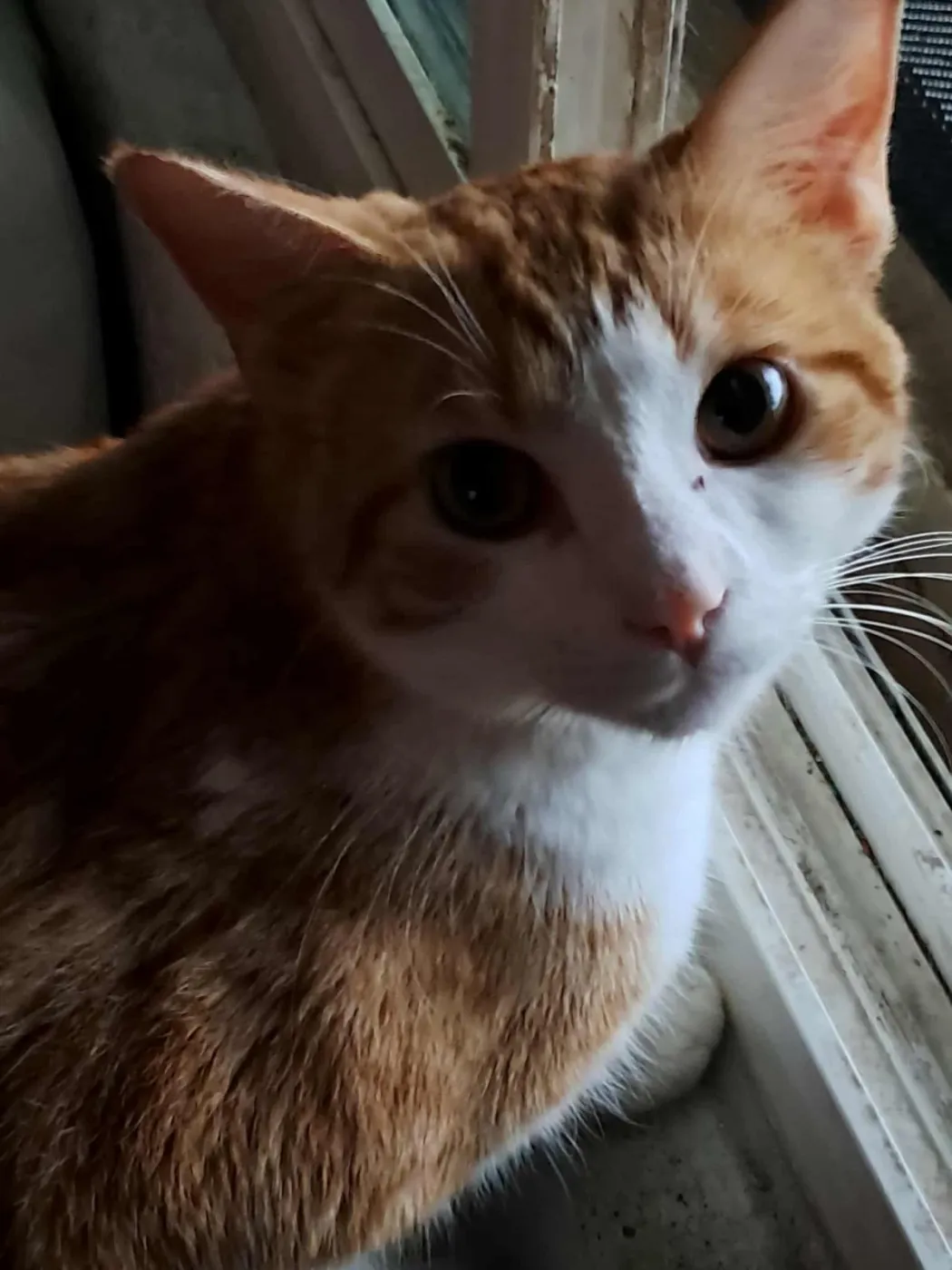 Oakley Puffin - Photo 1