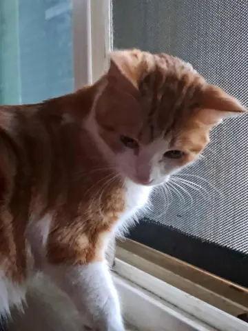 Oakley Puffin thumbnail 2