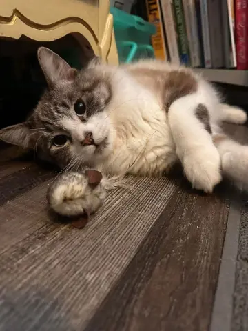 Cappuccino thumbnail 2