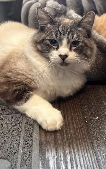 Cappuccino - Photo 4