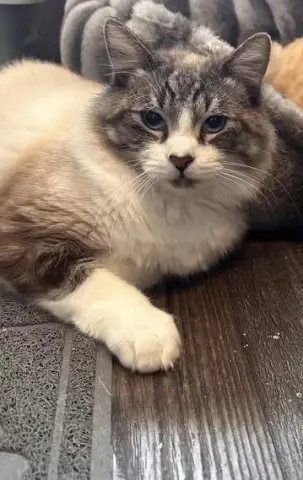 Cappuccino thumbnail 4