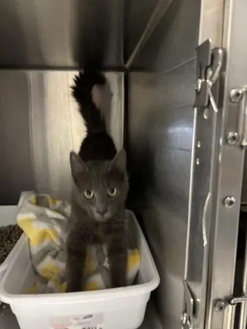 Mr. Gray thumbnail 2