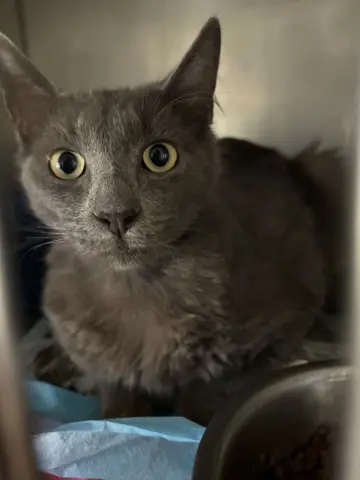 Mr. Gray thumbnail 3