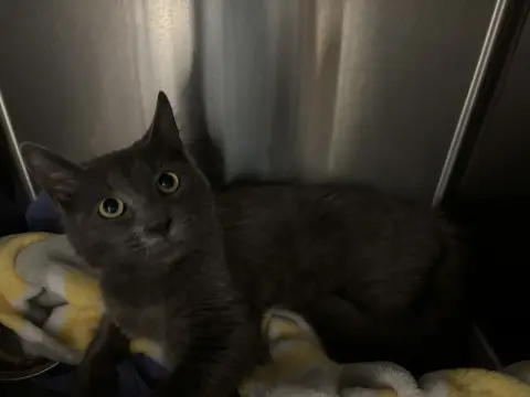 Mr. Gray thumbnail 4