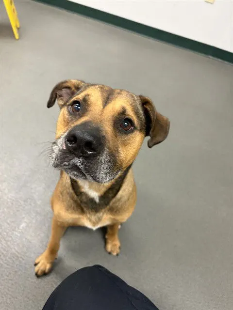 Grizzly Bear - Photo 1