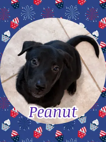 Peanut