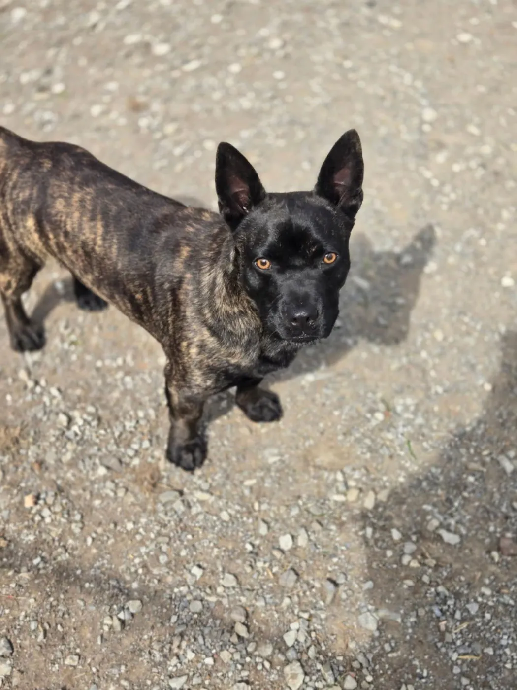 Little Bear - Photo 1