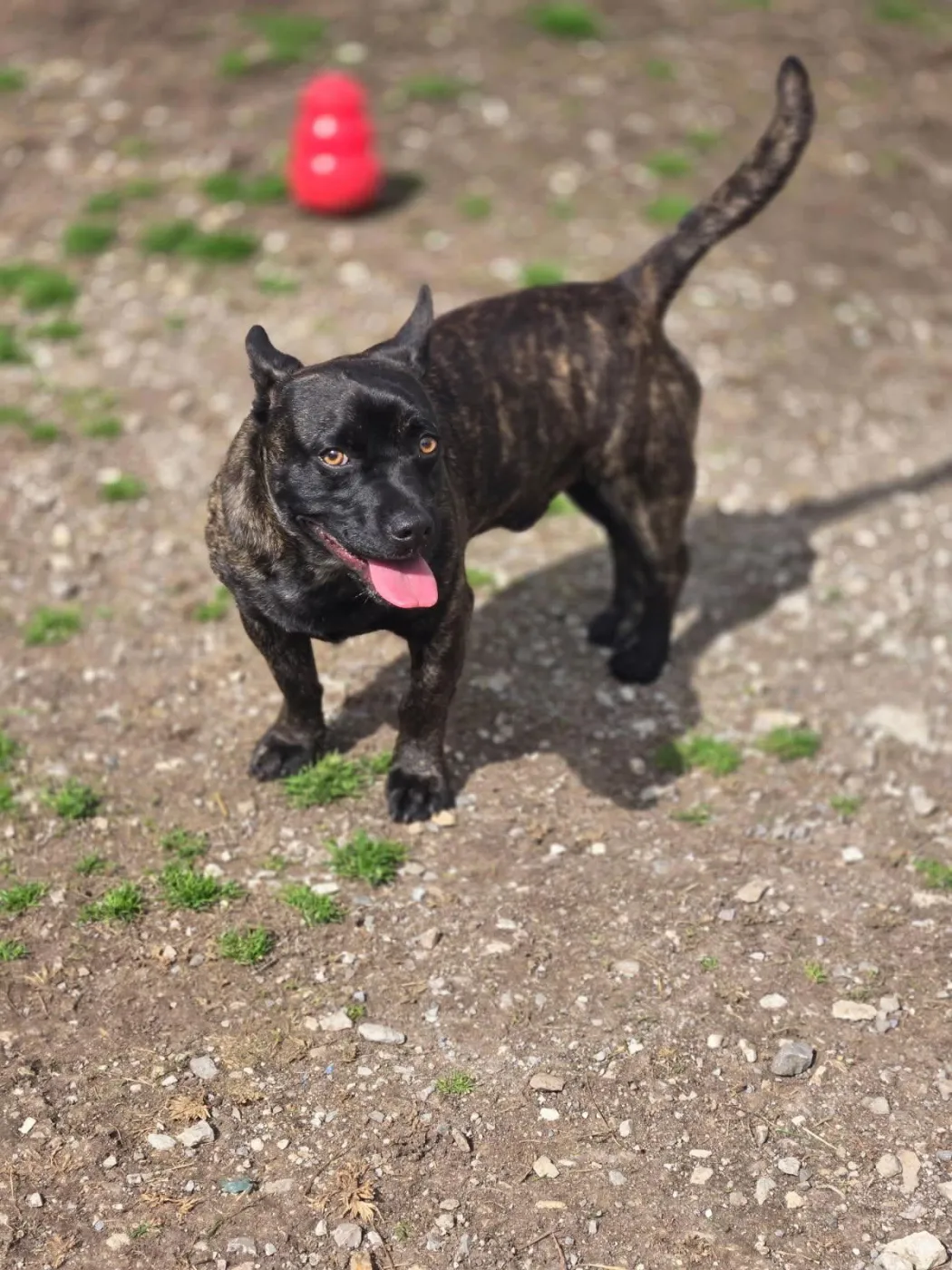 Little Bear - Photo 2