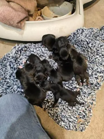 Polly Pocket thumbnail 2