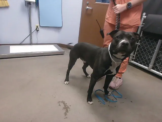 Mr Gilmore - Photo 1