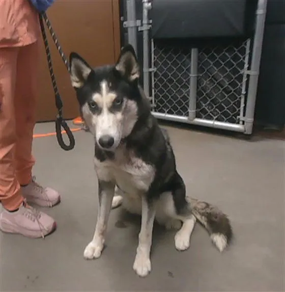 Chandelier - Photo 1