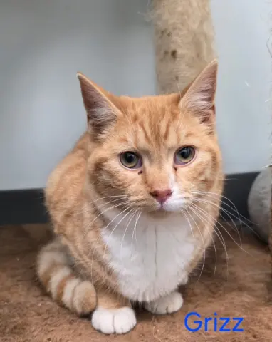 Grizz