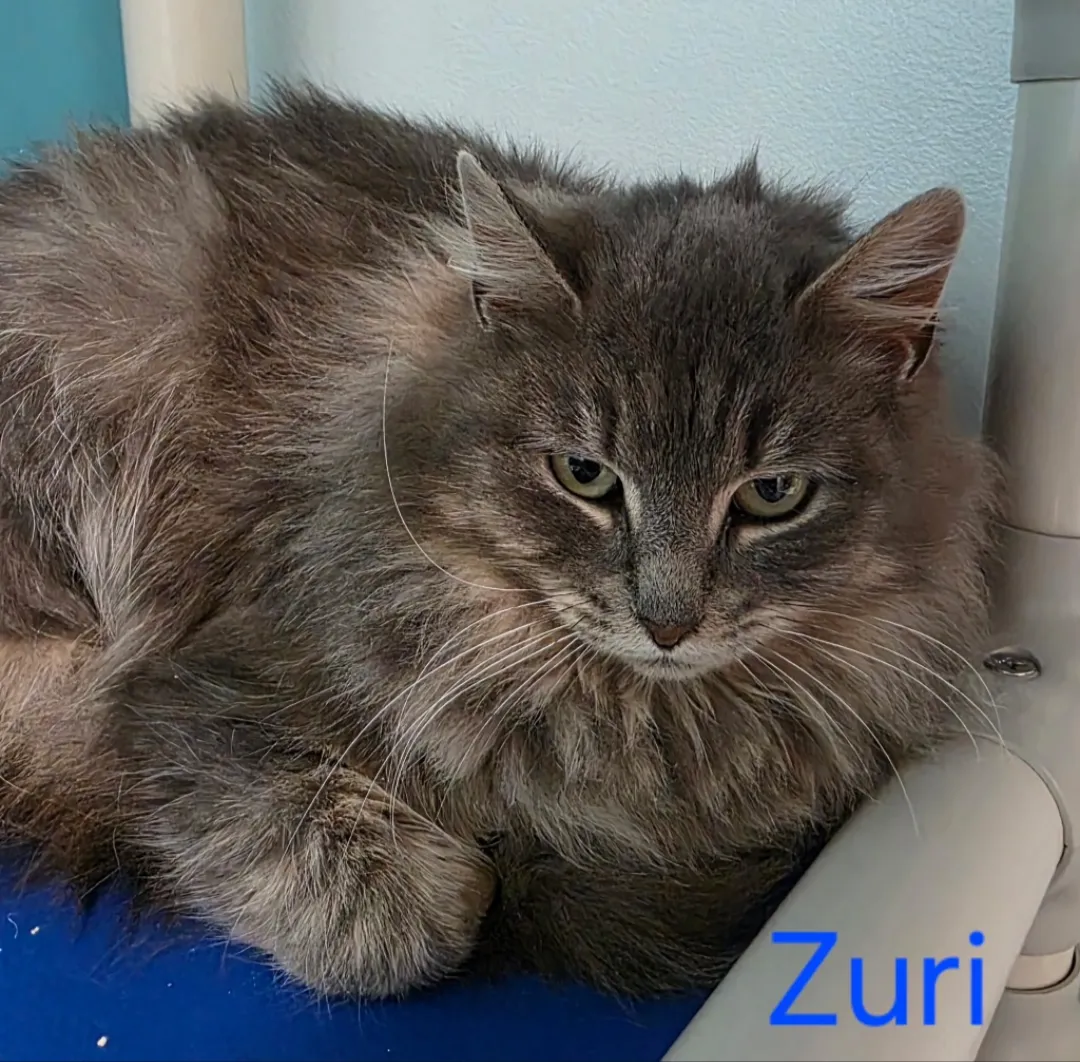 Zuri - Photo 1