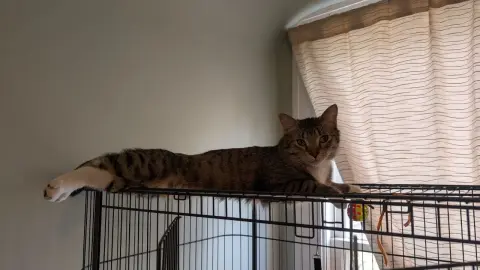 Cinnamon Roll thumbnail 2