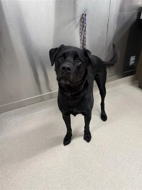 Sitka Mary Ann - Photo 1