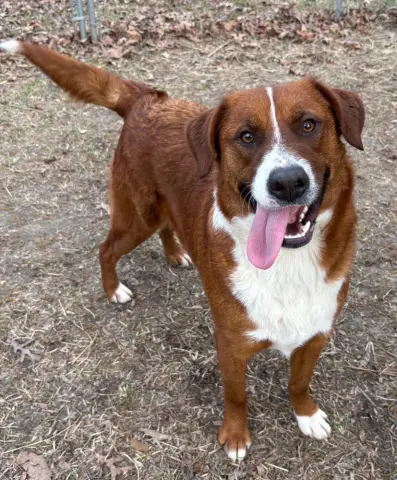 Clifford thumbnail 2