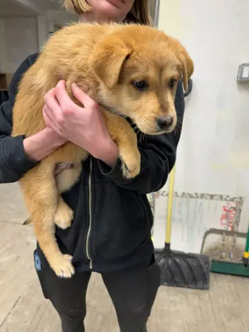 Baguette thumbnail 2