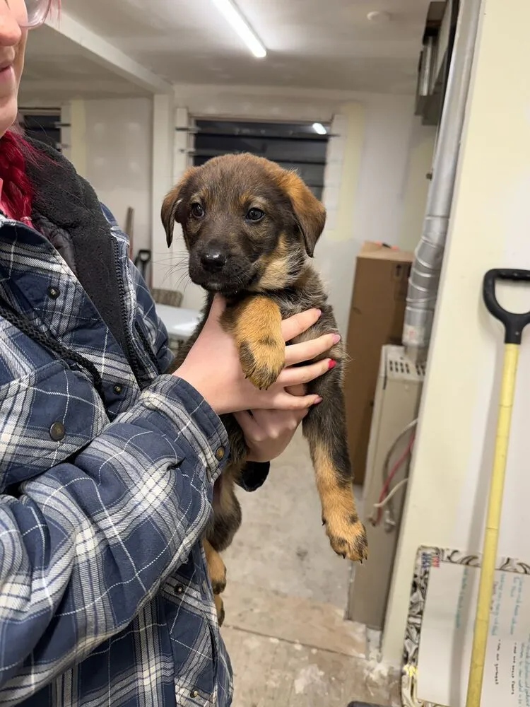 Pumpernickel - Photo 1