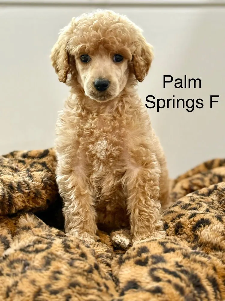 Palm Springs - Photo 1