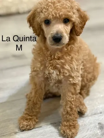 La Quinta