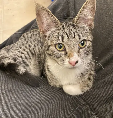 Sapphire thumbnail 2