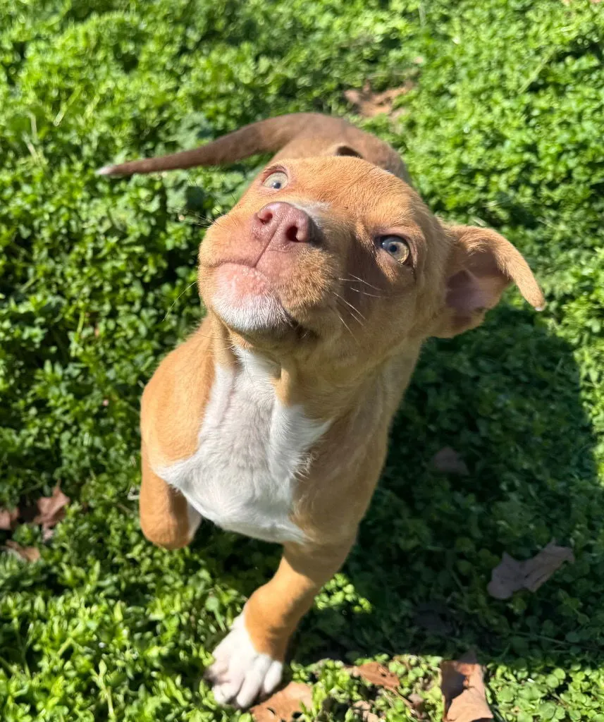 Robin Hood - Photo 1