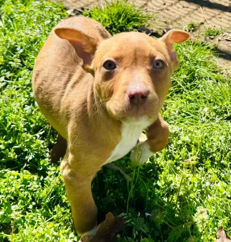 Robin Hood thumbnail 2