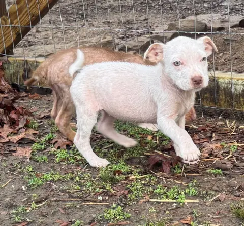 Sis Bunny thumbnail 2