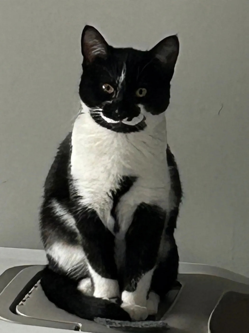 Ellie May & Meadow - Photo 2