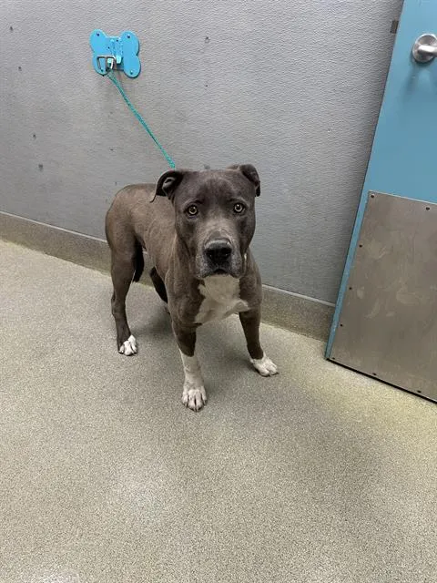 Pittsburgh - Photo 1