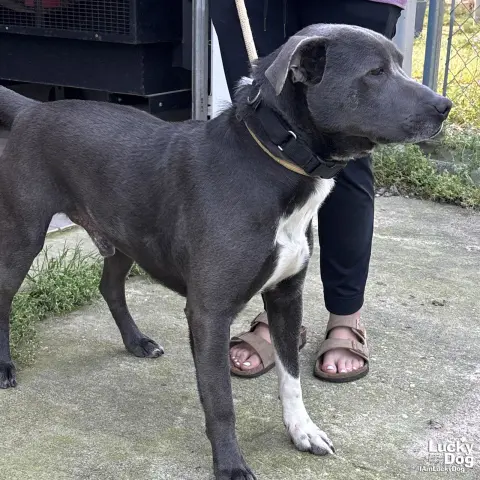 Hufflepuff thumbnail 2