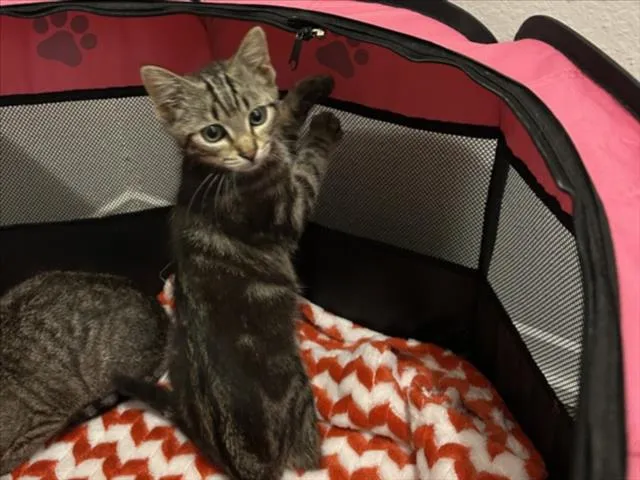 Cowboy Dancer - Photo 1