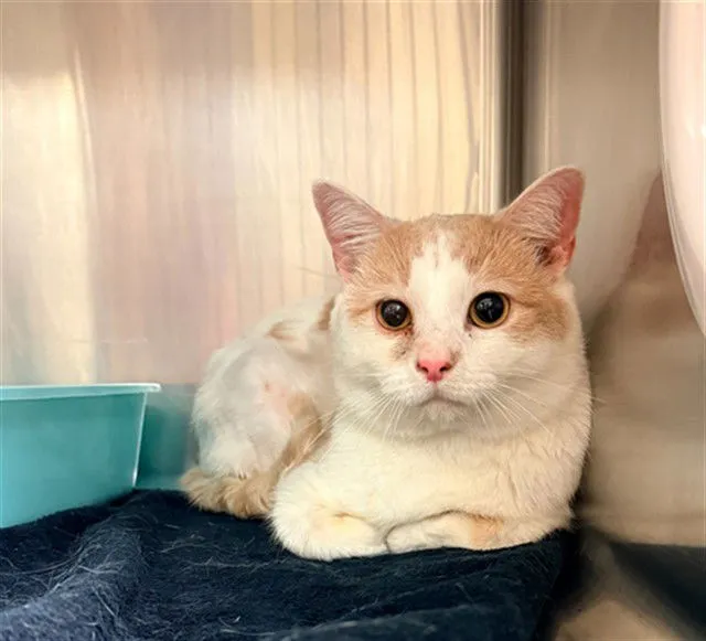 Nikki Sixx - Photo 1