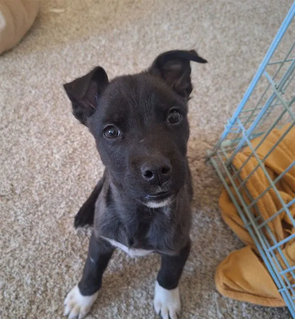 Peppercorn - Photo 1