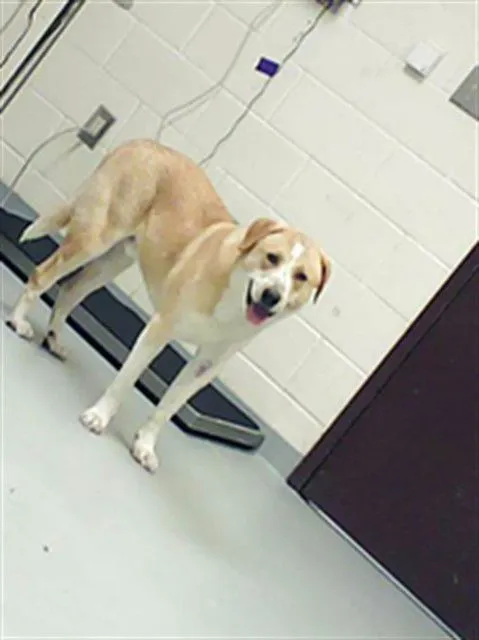 Chuck Norris - Photo 1