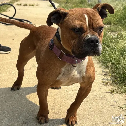 Butterscotch thumbnail 2